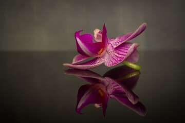 orchid flower mirrored on a dark background