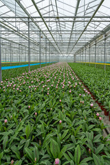 Greenhouse with curcuma alismatifolia
