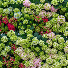 hydrangea flowering