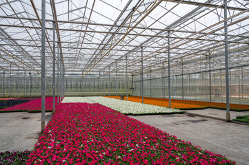 Greenhouse with bedding plants