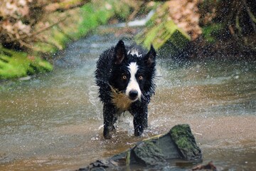 a dog playing in the water