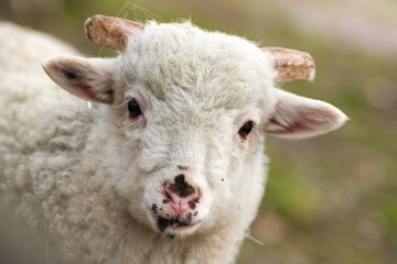 Naklejka na ściany i meble the look of a cute lamb