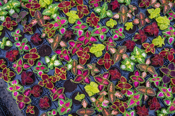 coleus in greenhouse
