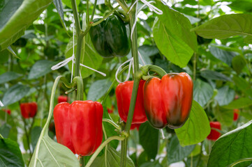 Bell pepper in greenhouse