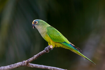 A Peach-fronted Parakeet also know as Periquito-rei perched on a branch in the middle of the woods. Species Eupsittula aurea. Animal world. Bird lover. Birdwatching. Birding.