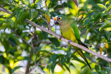 A Peach-fronted Parakeet also know as Periquito-rei perched on a branch in the middle of the woods. Species Eupsittula aurea. Animal world. Bird lover. Birdwatching. Birding.