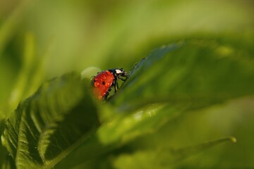 dewy ladybug crawls out of green leaves
