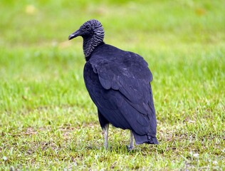 
Black vulture (Coragyps atratus) Cathartidae family. Manaus – Amazonas, Brazil.
