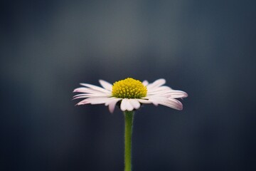 minimalist shot of a daisy flower with a dark background