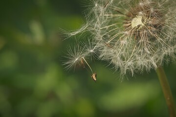 close-up blossomed dandelion