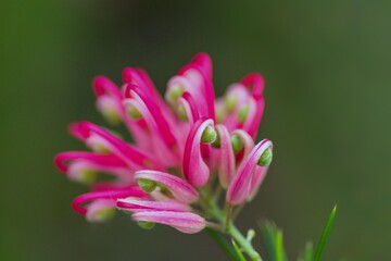 Grevillea plant flower with green background