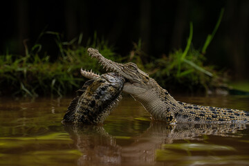 Crocodile Eating