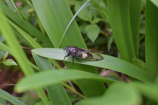 Tonggeret, garengpung or weeping kinjeng are names for all types of insects belonging to the suborder Cicadomorpha, the order Homoptera.