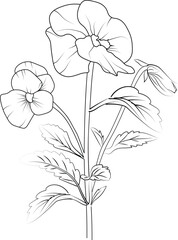 Pansy flower sketch art, vintage style printed for cute flower coloring pages. Vector illustration of a Beautiful pansy flower, and leaves, realistic Neon Violet drawing, isolated on white background.
