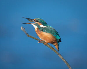 Kingfisher feeding on branch