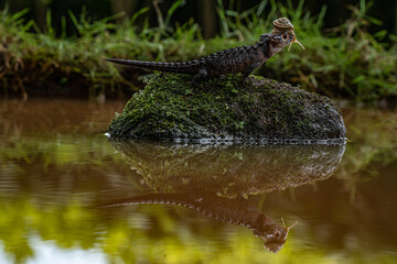 Fototapeta na wymiar Crocodile Skink Lizard and Snail