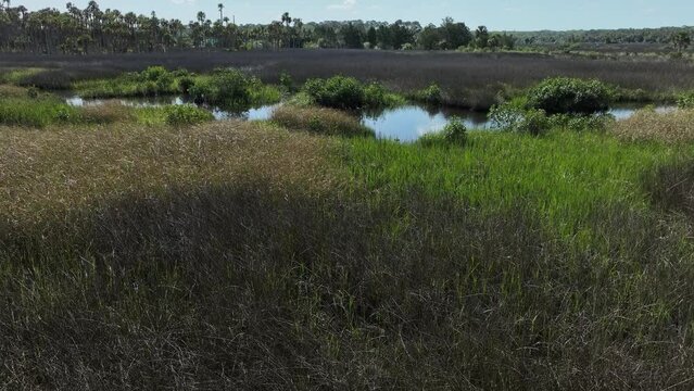 Florida Sawgrass on the ocean in Hernando Beach Florida.  Drone view flyover from above Blue sky sea view wetlands west Florida