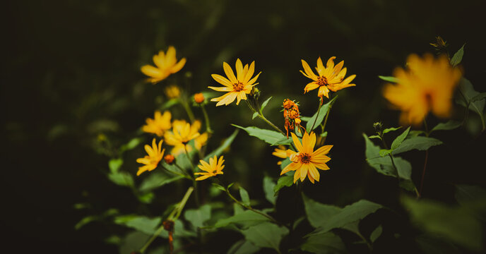 Beautiful yellow jerusalem artichoke flowers bloom on bushes with green leaves in the summer twilight. Nature.