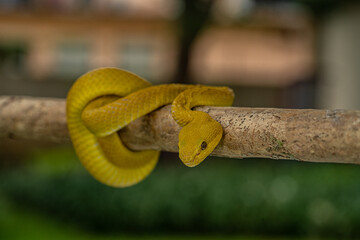 Yellow Viper Snake