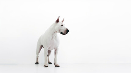 Obraz premium animal on the white Background dog bull terrier generative ai