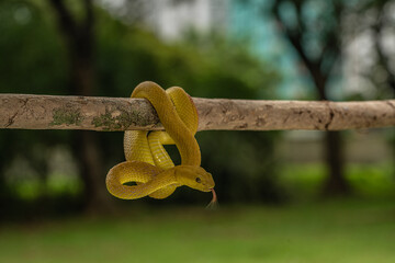 Yellow Viper Snake