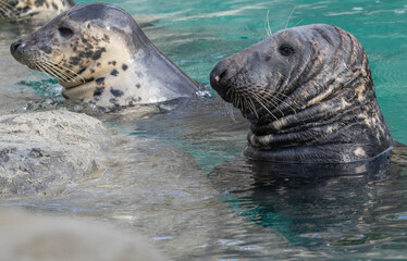 2 Seals coming out of the water rested 