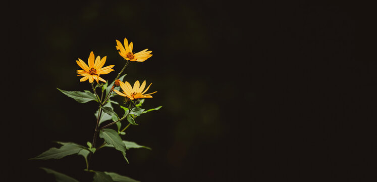 Beautiful yellow jerusalem artichoke flowers bloom on a long stem with green leaves in the summer twilight. Background.