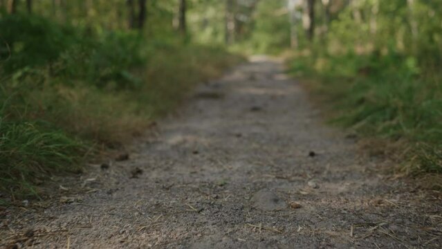 Slow motion forest path gimbal shot