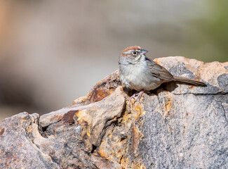 Rufous-crowned Sparrow Perched on a Rough Rock