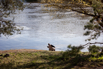 Neighborhoods Grodno. Belarus. The Neman river. Fisherman on the river bank. Spring forest.