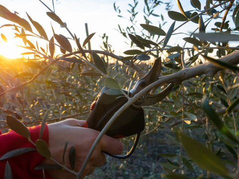 Woman's hand pruning an olive tree with electric scissors at sunset. - Powered by Adobe