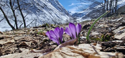 spring crocus, giant crocus vernus species in Family Iridaceae, native to the Alps, the Pyrenees,...