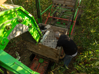 Older man putting protective paper on a golden apple harvesting and sorting machine in the field in the middle of harvest.