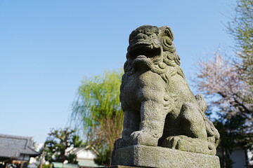 Fototapeta premium 狛犬