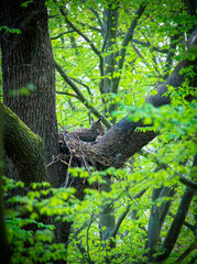 Fototapeta premium Eurasian Eagle Owl Bubo Bubo sitting sitting on a nest in the tree crown with cubs and guarding.