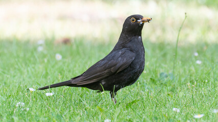 Amsel
