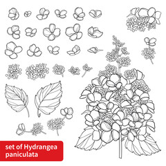 Set with outline paniculate Hydrangea or Hortensia flower bunch and leaves in black isolated on white background.