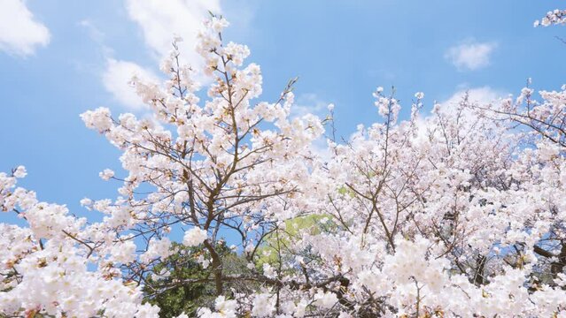 風で揺れる桜の風景動画