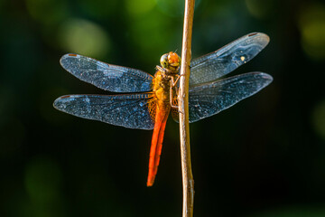 A dragonfly is a flying insect belonging to the infraorder Anisoptera below the order Odonata