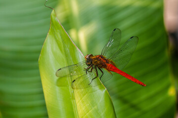A dragonfly is a flying insect belonging to the infraorder Anisoptera below the order Odonata
