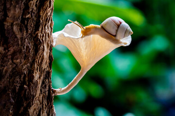 Amphidromus is a genus of tropical air-breathing land snails, terrestrial pulmonate gastropod mollusks in the family Camaenidae