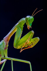 Hierodula is a genus of praying mantis in the tribe Hierodulini, found throughout Asia. Many species are referred to by the common name giant Asian mantis 