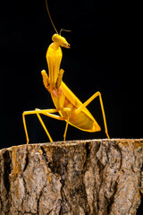 Hierodula is a genus of praying mantis in the tribe Hierodulini, found throughout Asia. Many species are referred to by the common name giant Asian mantis 