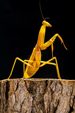 Hierodula is a genus of praying mantis in the tribe Hierodulini, found throughout Asia. Many species are referred to by the common name giant Asian mantis 