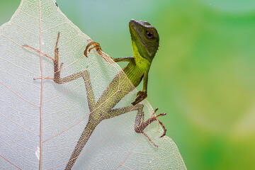 The lizards were introduced to Singapore from Malaysia and Thailand in the 1980s. In Singapore, they are a threat to the native green-crested Lizard