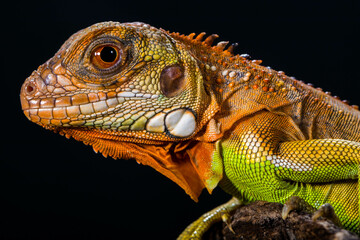 Super Red Iguana is a type of lizard that lives in tropical areas of Central and South America and the Caribbean