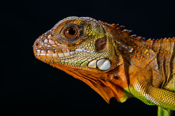 Fototapeta premium Super Red Iguana is a type of lizard that lives in tropical areas of Central and South America and the Caribbean