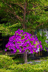 Beautiful purple petunia flowers are blooming in hanging flower pot hang on green tree branch in home gardening area