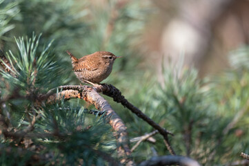 Troglodytes troglodytes - Eurasian Wren - Troglodyte mignon