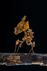 Phyllocrania paradoxa, common name ghost mantis, is a small species of mantis from Africa remarkable for its leaf-like body